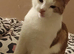 Male cat