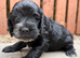 Beautiful F1 Cockapoo Puppies
