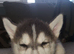 BEAUTIFUL MALE POMSKY READY NOW!