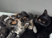 3 tabby&rsquo;s ready in 2 weeks