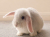 A REW Miniature Lop Girl