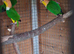 Green Thighed Caiques