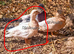 Pair & a Female Call Ducks