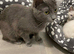 Ragdoll Kittens X