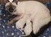 Full siamese female and male
