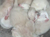 Ragdolls kittens