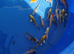 koi beautiful colours from &pound;5