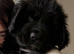 Newfoundland puppies