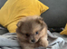Pomeranian puppies