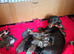 Beautiful litter off miniature dashounds