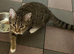 young Cat looking for home