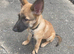 belgian sheperd