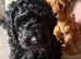 Gorgeous F1b Cavapoo puppies