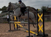 Princess 16.2hh Irish draft mare