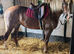 15h 5yrs quick sale needed