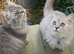 Outstanding Persian x kittens
