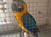 Stunning blue and gold maccaw