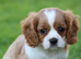 PLAYFUL CAVALIER X PUG PUPPIES FOR SALE