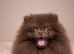 Chocolate Pomeranian stud