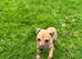 Lurcher pups for sale