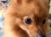 Pomeranian Girl