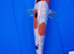 8 to 10 inch Koi Pond Fish in Chorley
