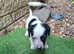 Jackapoo puppies for sale