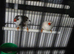 Pair of zebra finches