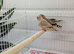 2026 zebra finches