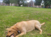 Lovely chunky labrador girl