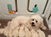 KC Korean line toy/mini maltese puppies