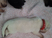 Beautiful litter of GSD puppies for sale