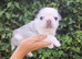 Royal Blue Litter - Exclusive Showline