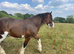 Hay on wye Clive, Registered 3 yr old COLT
