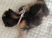 1 amazing kitten left