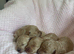 Beautiful MALTIPOO Puppies