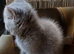 Beautiful British Shorthaired lilac female kitten