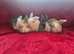 5 stunning babys ready to leave NOW