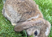 Beautiful mini lop bunnies