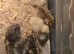 Silkie chicks