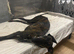 Urgent Rehoming - Gala