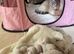Beautiful Ragdoll Kittens