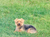 Stunning Yorkshire Terrier Puppies