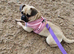 Pug x Frenchie female
