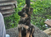 German Shepard Puppy