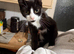 4 cats for sale