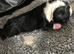 5* pedigree Boston terriers