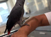 South west parrot rescue