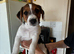 Just one chunky adorable puppy left