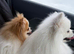 Two lovely Pomeranians for sale must be rehomed together